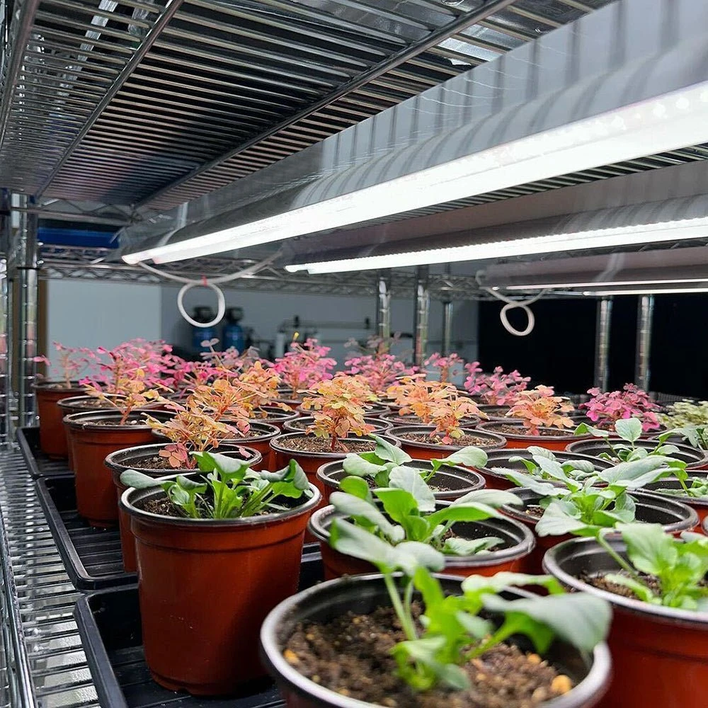 Integrated Strip 4' LED Grow Light – T5 Sun White Spectrum 7 Integrated Strip 4' LED Grow Light – T5 Sun White Spectrum - Image 5