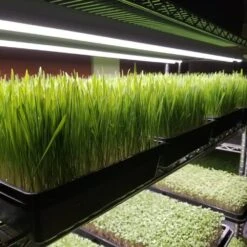 Integrated Strip 4' LED Grow Light – T5 Sun White Spectrum 11 Integrated Strip 4' LED Grow Light – T5 Sun White Spectrum -Ed's plant shop integrated strip 4 led grow light t5 sun white spectrum 303871