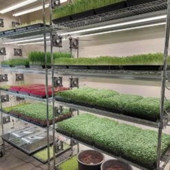 Integrated Strip 4' LED Grow Light – T5 Sun White Spectrum 12 Integrated Strip 4' LED Grow Light – T5 Sun White Spectrum -Ed's plant shop integrated strip 4 led grow light t5 sun white spectrum 759626