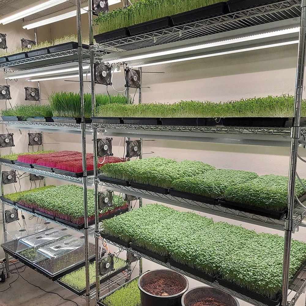 Integrated Strip 4' LED Grow Light – T5 Sun White Spectrum 6 Integrated Strip 4' LED Grow Light – T5 Sun White Spectrum - Image 4