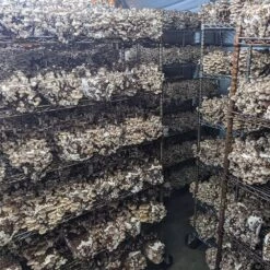 Integrated Strip T5 4FT LED Mushroom Grow Light (54W Eqv.) – Blue Sun Spectrum 19 Integrated Strip T5 4FT LED Mushroom Grow Light (54W Eqv.) – Blue Sun Spectrum -Ed's plant shop integrated strip t5 4ft led mushroom grow light 54w eqv blue sun spectrum 540314