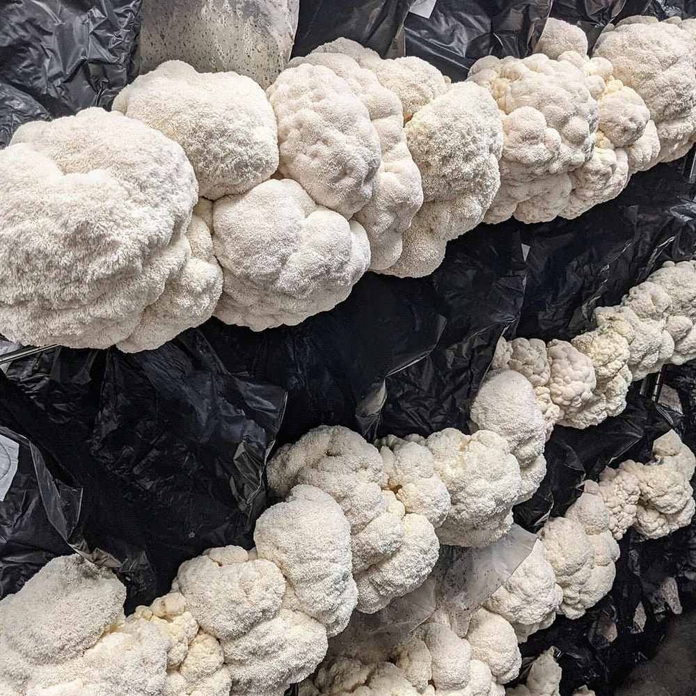 Integrated Strip T5 4FT LED Mushroom Grow Light (54W Eqv.) – Blue Sun Spectrum 9 Integrated Strip T5 4FT LED Mushroom Grow Light (54W Eqv.) – Blue Sun Spectrum - Image 7