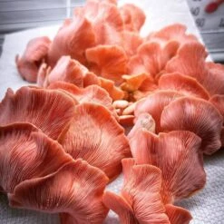 Integrated Strip T5 4FT LED Mushroom Grow Light (54W Eqv.) – Blue Sun Spectrum 16 Integrated Strip T5 4FT LED Mushroom Grow Light (54W Eqv.) – Blue Sun Spectrum -Ed's plant shop integrated strip t5 4ft led mushroom grow light 54w eqv blue sun spectrum 782089