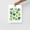 Ivy Species ID Chart - Botanical Houseplant Art Print -Ed's plant shop ivy species id chart botanical houseplant art print 218726