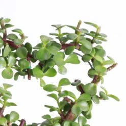 Jade Heart Bonsai -Live Plant -Ed's plant shop jade heart bonsai live plant 194561