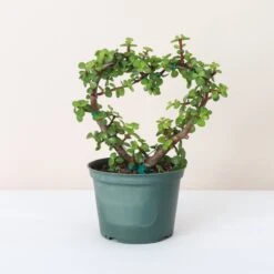 Jade Heart Bonsai -Live Plant -Ed's plant shop jade heart bonsai live plant 325358