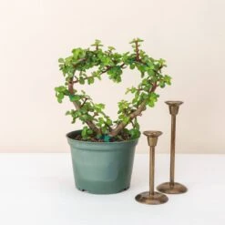 Jade Heart Bonsai -Live Plant -Ed's plant shop jade heart bonsai live plant 377307