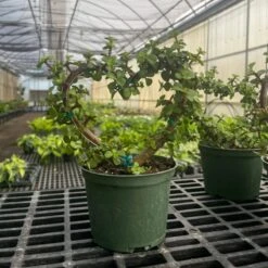 Jade Heart Bonsai -Live Plant -Ed's plant shop jade heart bonsai live plant 542712