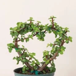 Jade Heart Bonsai -Live Plant -Ed's plant shop jade heart bonsai live plant 645181