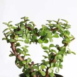 Jade Heart Bonsai -Live Plant -Ed's plant shop jade heart bonsai live plant 942384