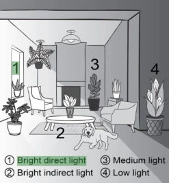 Jade Heart Bonsai -Live Plant -Ed's plant shop jade heart bonsai live plant 992369