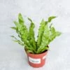 Japanese Asplenium Nidus ‘Crispy Wave Fern’ - 4 Inch -Ed's plant shop japanese asplenium nidus crispy wave fern 4 inch 175990