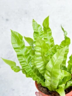 Japanese Asplenium Nidus ‘Crispy Wave Fern’ - 4 Inch -Ed's plant shop japanese asplenium nidus crispy wave fern 4 inch 396233