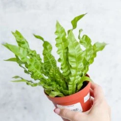 Japanese Asplenium Nidus ‘Crispy Wave Fern’ - 4 Inch -Ed's plant shop japanese asplenium nidus crispy wave fern 4 inch 566472