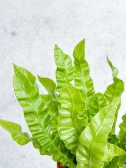 Japanese Asplenium Nidus ‘Crispy Wave Fern’ - 4 Inch -Ed's plant shop japanese asplenium nidus crispy wave fern 4 inch 637125