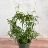Jasmine Polyanthum - Fragrant Jasmine Hoop 2 Jasmine Polyanthum - Fragrant Jasmine Hoop -Ed's plant shop jasmine polyanthum fragrant jasmine hoop 620157
