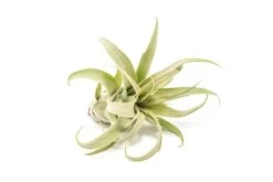 Jumbo Tillandsia Streptophylla Air Plant – Rare Curly Tillandsia (Limited Stock) -Ed's plant shop jumbo tillandsia streptophylla air plants limited quantities 5334008