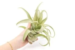 Jumbo Tillandsia Streptophylla Air Plant – Rare Curly Tillandsia (Limited Stock) -Ed's plant shop jumbo tillandsia streptophylla air plants limited quantities 6208955