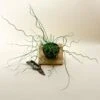 Juncus ‘Spiralis’ (Corkscrew Plant) -Ed's plant shop juncus spiralis corkscrew plant 1317392