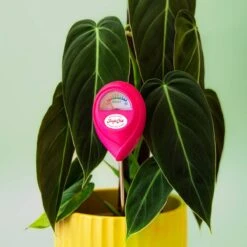 Jungle Club Soil Moisture Meter | Accurate, Battery-Free Plant Care -Ed's plant shop jungle club soil moisture meter accurate battery free plant care 506274