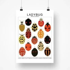 Ladybug Species ID Chart - Insects Fauna Art Print 8x10 -Ed's plant shop ladybug species id chart insects fauna art print 8x10 752601