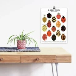 Ladybug Species ID Chart - Insects Fauna Art Print 8x10 -Ed's plant shop ladybug species id chart insects fauna art print 8x10 777509