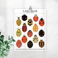 Ladybug Species ID Chart - Insects Fauna Art Print 8x10 -Ed's plant shop ladybug species id chart insects fauna art print 8x10 961303
