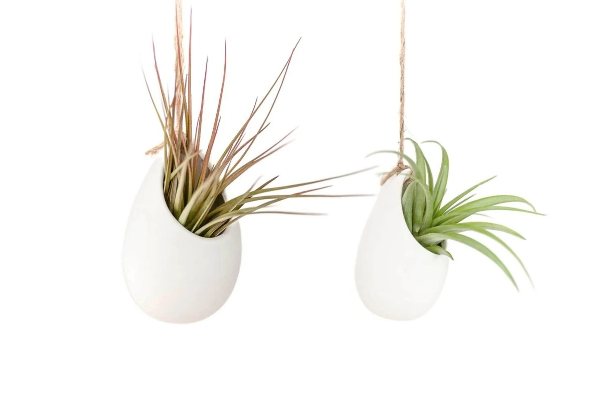 Large Ivory Ceramic Container – Hanging Or Tabletop Display Vase For Air Plants 7 Large Ivory Ceramic Container – Hanging Or Tabletop Display Vase For Air Plants - Image 5
