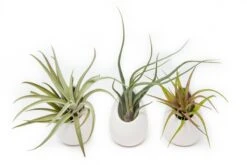 Large Ivory Ceramic Container – Hanging Or Tabletop Display Vase For Air Plants 10 Large Ivory Ceramic Container – Hanging Or Tabletop Display Vase For Air Plants -Ed's plant shop large ivory ceramic container hanging or tabletop display vase for air plants 5324650