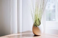 Large Ivory Ceramic Vase With Tillandsia Sparkler Air Plant -Ed's plant shop large ivory ceramic vase with tillandsia sparkler air plant 4289276