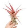 Large Tillandsia Abdita Brachycaulos Air Plants / 5-6 Inch Plants -Ed's plant shop large tillandsia abdita brachycaulos air plants 5 6 inch plants 2930777