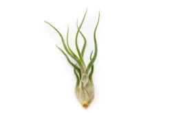 Large Tillandsia Air Plant Variety Pack – 5 Extra-Large Tillandsia -Ed's plant shop large tillandsia air plant variety pack 5 big plants 3582582