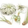 Large Tillandsia Air Plant Variety Pack – 5 Extra-Large Tillandsia -Ed's plant shop large tillandsia air plant variety pack 5 big plants 4795840