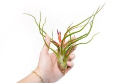Large Tillandsia Air Plant Variety Pack – 5 Extra-Large Tillandsia -Ed's plant shop large tillandsia air plant variety pack 5 big plants 5660580