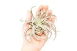 Large Tillandsia Air Plant Variety - Set Of 10, 15, Or 20 -Ed's plant shop large tillandsia air plant variety set of 10 15 or 20 40 off 6017918