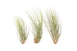 Large Tillandsia Juncea - Set Of 10, 15 Or 20 Air Plants -Ed's plant shop large tillandsia juncea set of 10 15 or 20 air plants 50 off 3126749