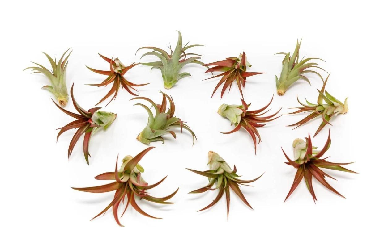 Large Tillandsia Red Abdita Air Plant - 1 Pack 4 Large Tillandsia Red Abdita Air Plant - 1 Pack - Image 2