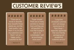 Large Tillandsia Red Abdita Air Plant - 1 Pack 17 Large Tillandsia Red Abdita Air Plant - 1 Pack -Ed's plant shop large tillandsia red abdita air plant 1 pack 6422302