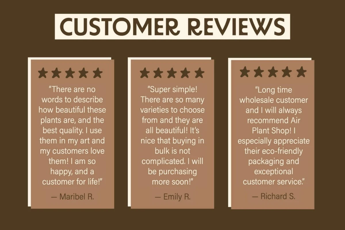 Large Tillandsia Red Abdita Air Plant - 1 Pack 10 Large Tillandsia Red Abdita Air Plant - 1 Pack - Image 8