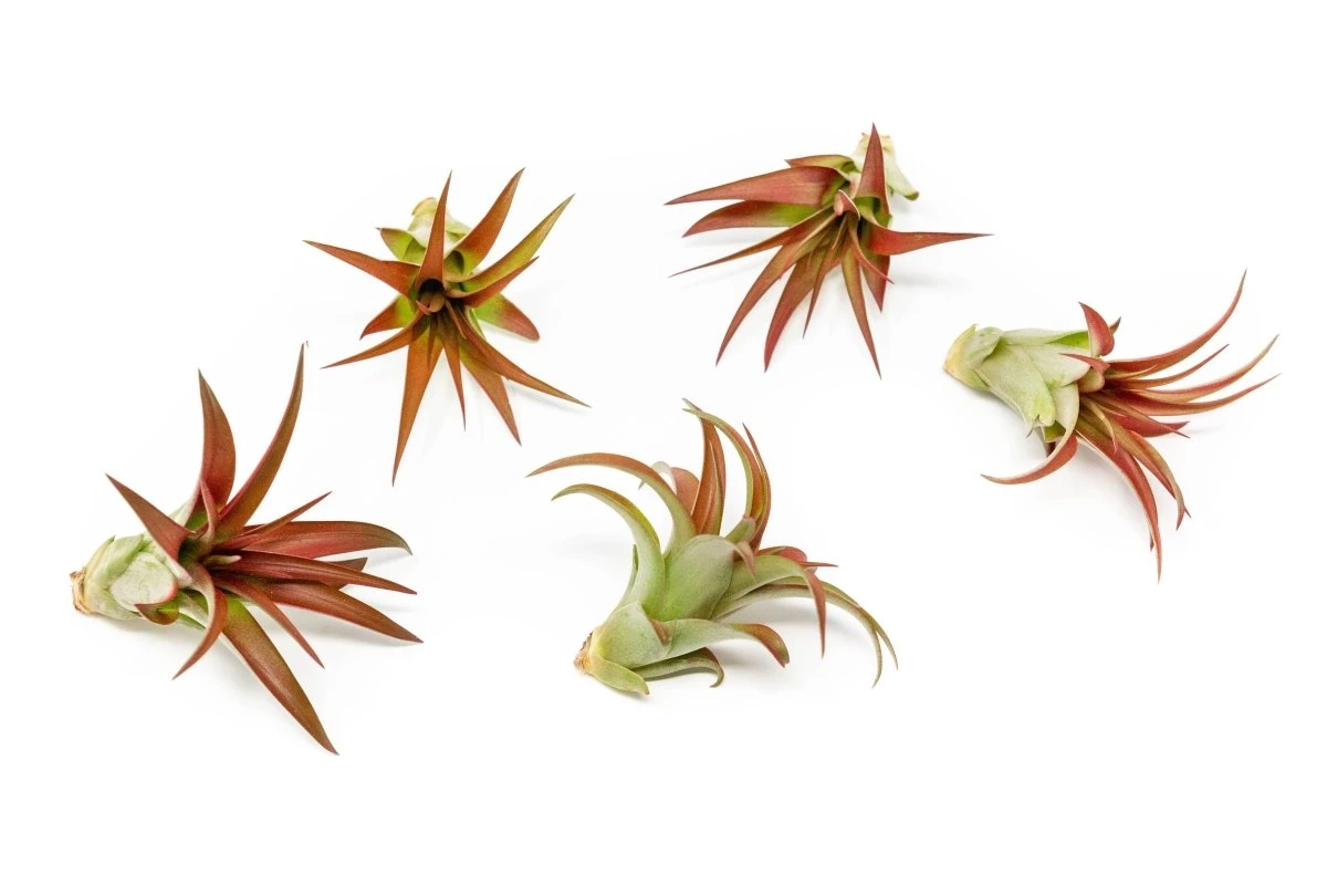 Large Tillandsia Red Abdita Air Plant - 1 Pack 3 Large Tillandsia Red Abdita Air Plant - 1 Pack