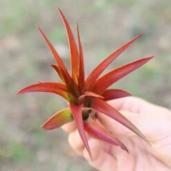 Large Tillandsia Red Abdita Air Plant - 1 Pack 12 Large Tillandsia Red Abdita Air Plant - 1 Pack -Ed's plant shop large tillandsia red abdita air plant 1 pack 9009966