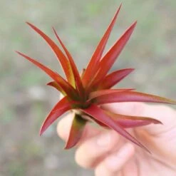 Large Tillandsia Red Abdita Air Plant - 1 Pack 13 Large Tillandsia Red Abdita Air Plant - 1 Pack -Ed's plant shop large tillandsia red abdita air plant 1 pack 9533764