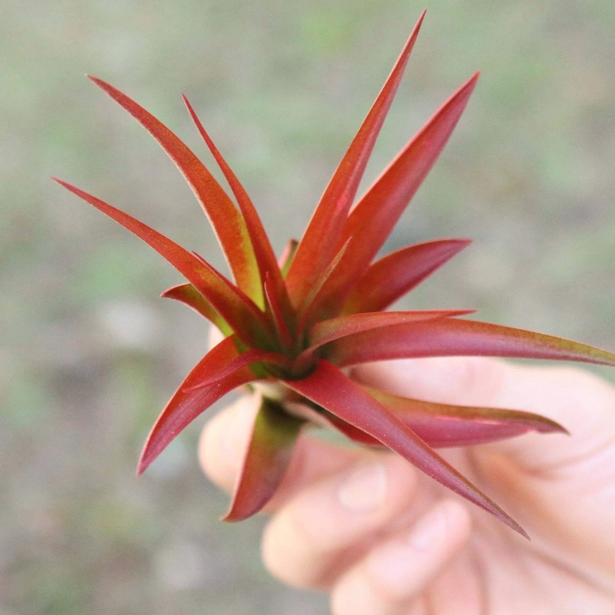 Large Tillandsia Red Abdita Air Plant - 1 Pack 6 Large Tillandsia Red Abdita Air Plant - 1 Pack - Image 4