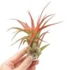 Large Tillandsia Red Abdita Air Plants / 5-6 Inch Plants -Ed's plant shop large tillandsia red abdita air plants 5 6 inch plants 2900375