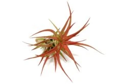 Large Tillandsia Red Abdita Air Plants / 5-6 Inch Plants -Ed's plant shop large tillandsia red abdita air plants 5 6 inch plants 4146154