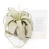 Large TillandsiaXerographica + 1 Year Air Plant Fertilizer Pack 2 Large TillandsiaXerographica + 1 Year Air Plant Fertilizer Pack -Ed's plant shop large tillandsia xerographica 1 year air plant fertilizer pack 6095098