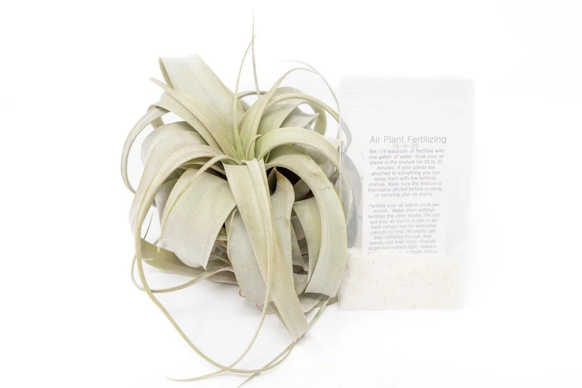 Large TillandsiaXerographica + 1 Year Air Plant Fertilizer Pack 3 Large TillandsiaXerographica + 1 Year Air Plant Fertilizer Pack