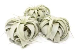 Large Tillandsia Xerographica / 6-8 Inches Wide -Ed's plant shop large tillandsia xerographica 6 8 inches wide 2560140