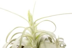 Large Tillandsia Xerographica / 6-8 Inches Wide -Ed's plant shop large tillandsia xerographica 6 8 inches wide 3384685
