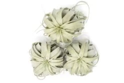 Large Tillandsia Xerographica / 6-8 Inches Wide -Ed's plant shop large tillandsia xerographica 6 8 inches wide 6865248